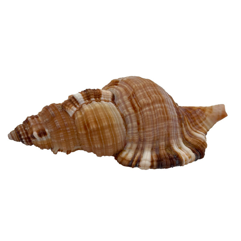Muschel Cemapium pillare ca. 8 cm Muschel Cemapium pillare ca. 8 cm