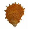 Muschel Spondylus Barbatus, orange ca. 6 cm