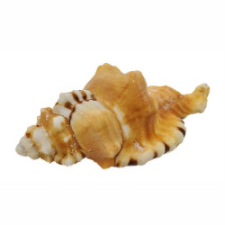 Muschel Cemapium lotorium 11-14 cm