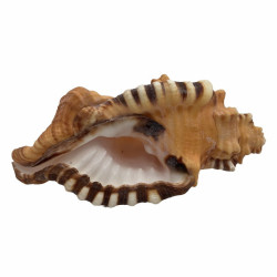 Muschel Cemapium lotorium 11-14 cm