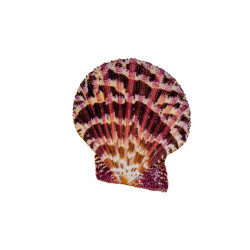 Muschel Pecten pallium 5-6 cm