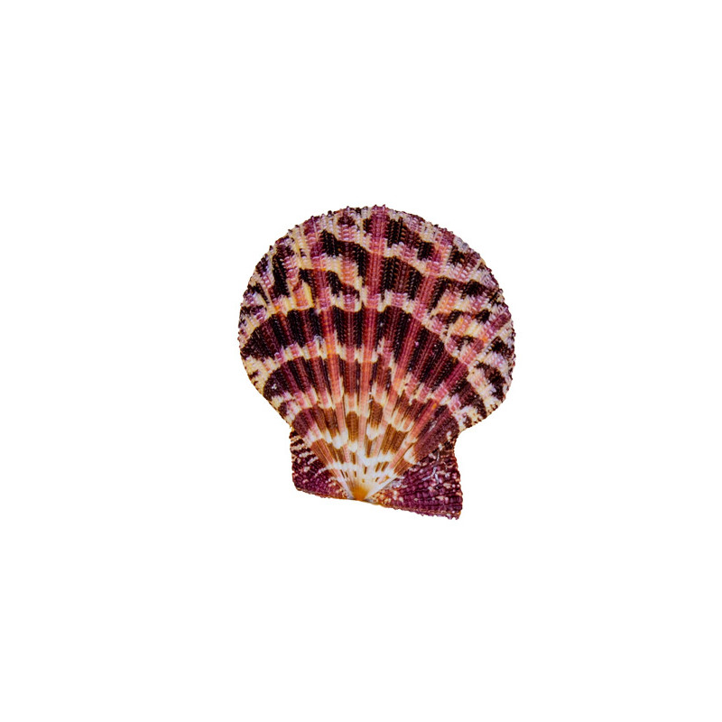 Muschel Pecten pallium 5-6 cm