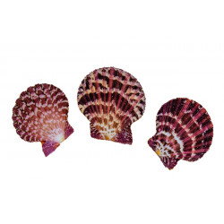 Muschel Pecten pallium 5-6...