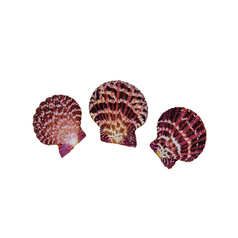 Muschel Pecten pallium 5-6 cm, 3er Set