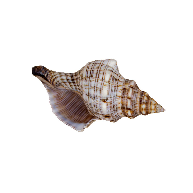 Muschel Fasciolaria trapezium Meeresschnecke 13-15 cm