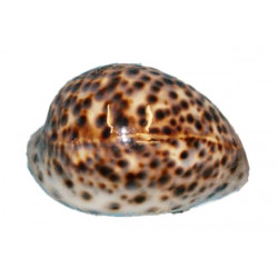 Echte Tigermuschel Meeresschnecke maritime Deko 6-7 cm