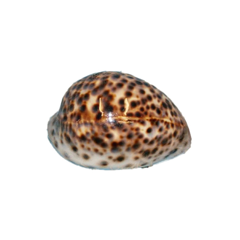 Tigermuschel Meeresschnecke 5 - 7 cm