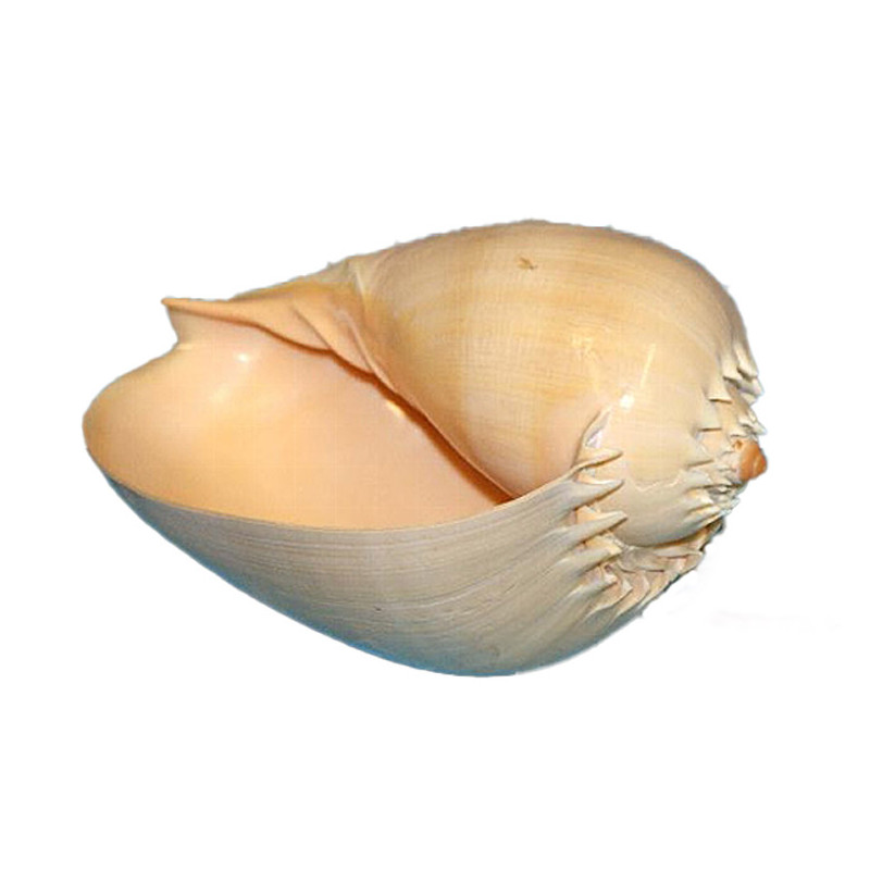 Muschel Voluta Melocorona Meeresschnecke