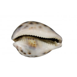 Tigermuschel Meeresschnecke ab 8 cm +