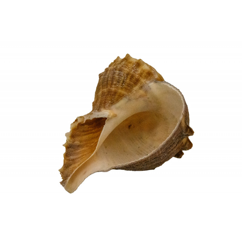 Muschel Rapana ca. 7 cm Muschel Rapana ca. 7 cm