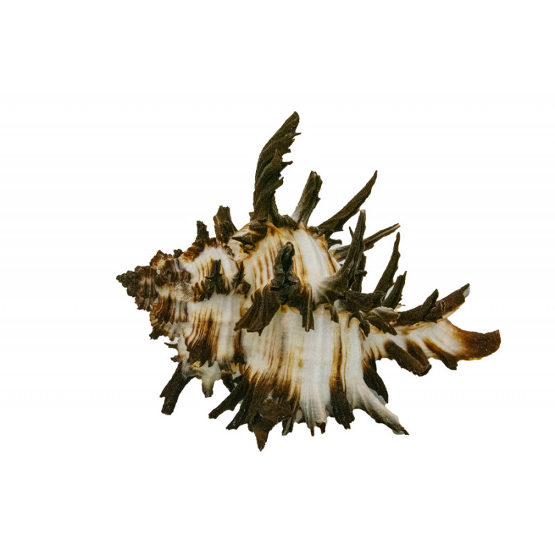 Muschel Murex endivia Meeresschnecke 6-8 cm