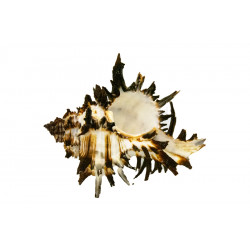 Muschel Murex endivia Meeresschnecke 6-8 cm