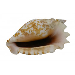 Muschel Strombus sinuatus