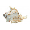 Muschel Murex Ramosus