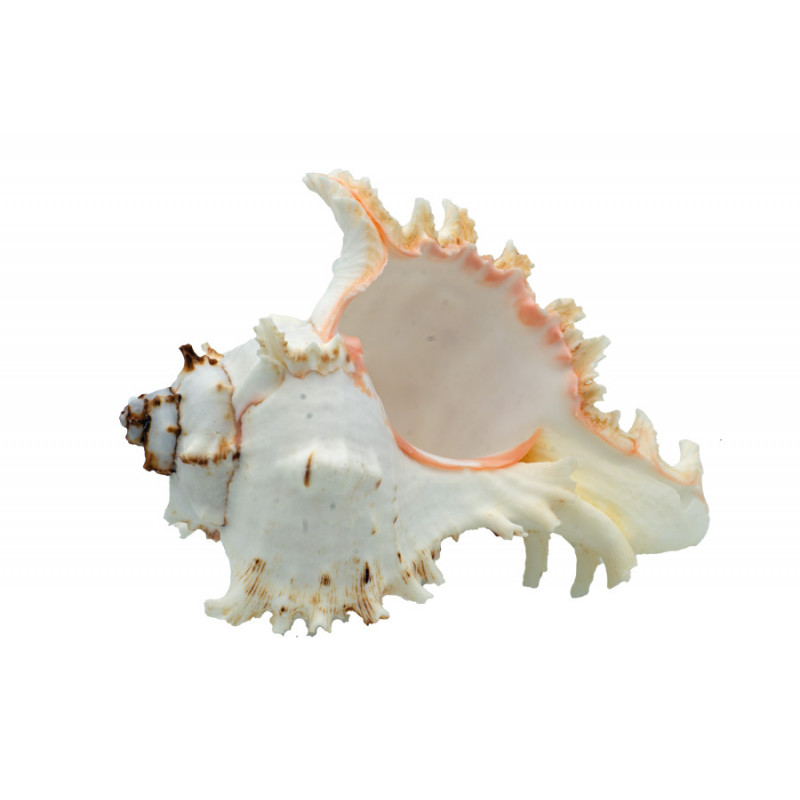 Muschel Murex Ramosus Muschel Murex Ramosus