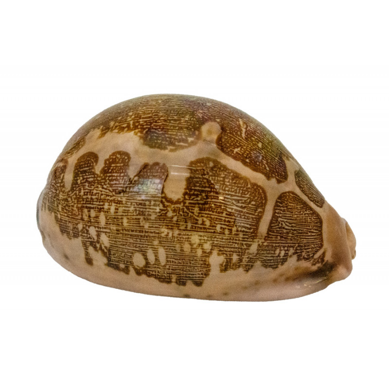 Muschel Cypraea mappa Meeresschnecke Muschel Cypraea mappa Meeresschnecke