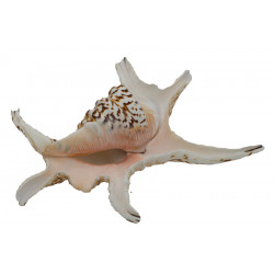 Muschel Lambis chiragra Meeresschnecke