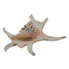 Muschel Lambis chiragra Meeresschnecke
