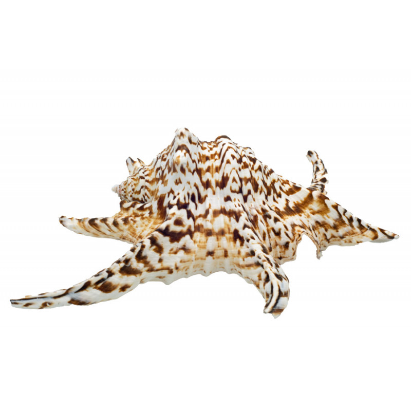 Muschel Lambis chiragra Meeresschnecke Muschel Lambis chiragra Meeresschnecke